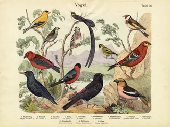 Oiseaux, vers 1860